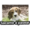 Sacame a pasear