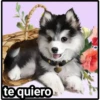 Perros 30