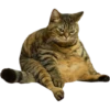 cats 30