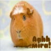cachorros salvajes 5