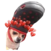 Chihuahuas random 5