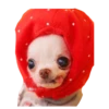 Chihuahuas random 6