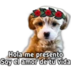 Hola me presento
Soy el amor de tu vida