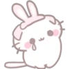 Scottish Rabbit (Classic) 6