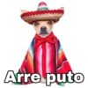Chihuahuas random 7