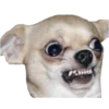 Chihuahuas random 8