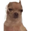Chihuahuas random 9
