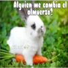 cachorros salvajes 10