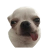Chihuahuas random 10