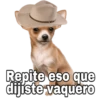 Chihuahuas random 11