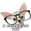 Chihuahuas random 12