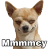 Chihuahuas random 13