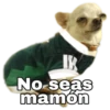 Chihuahuas random 14