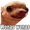 Chihuahuas random 15