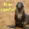 cachorros salvajes 21
