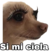 Chihuahuas random 17