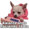 Chihuahuas random 18