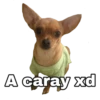 Chihuahuas random 20