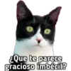 ¿Que te parece
gracioso imbécil?