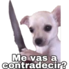Chihuahuas random 21