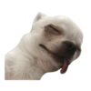 Chihuahuas random 22