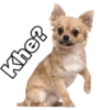Chihuahuas random 23