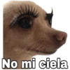 Chihuahuas random 24