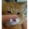 S D