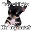 Chihuahuas random 26