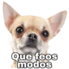 Chihuahuas random 27