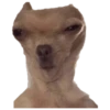 Chihuahuas random 28