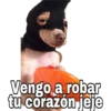 Chihuahuas random 29