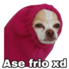 Chihuahuas random 30