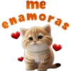 🐱Lindo michi🐱 3