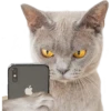 On the phone 6