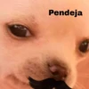 Pendeja
