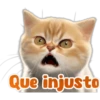 🐱Lindo michi🐱 5