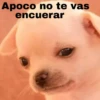 Apoco no te vas
encuerar