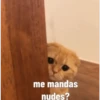 Gatito Tierno 5