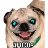 APOCO?