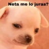 Neta me lo juras?