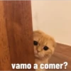 Gatito Tierno 6