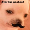 Aver tus pechos?