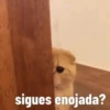 Gatito Tierno 8