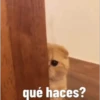 Gatito Tierno 9