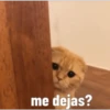Gatito Tierno 10