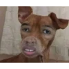 Animaizinhos dogs 14