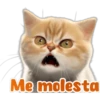 🐱Lindo michi🐱 15
