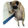 Animaizinhos dogs 15
