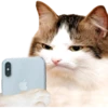 On the phone 21